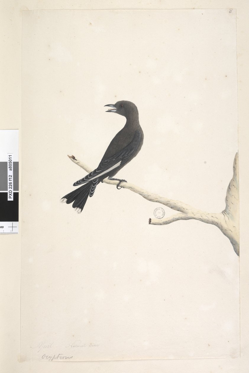第12页。另一只手的头衔，四月，自然尺寸，昏暗的木头，燕子青am，1791-92年 作者 未知艺术家