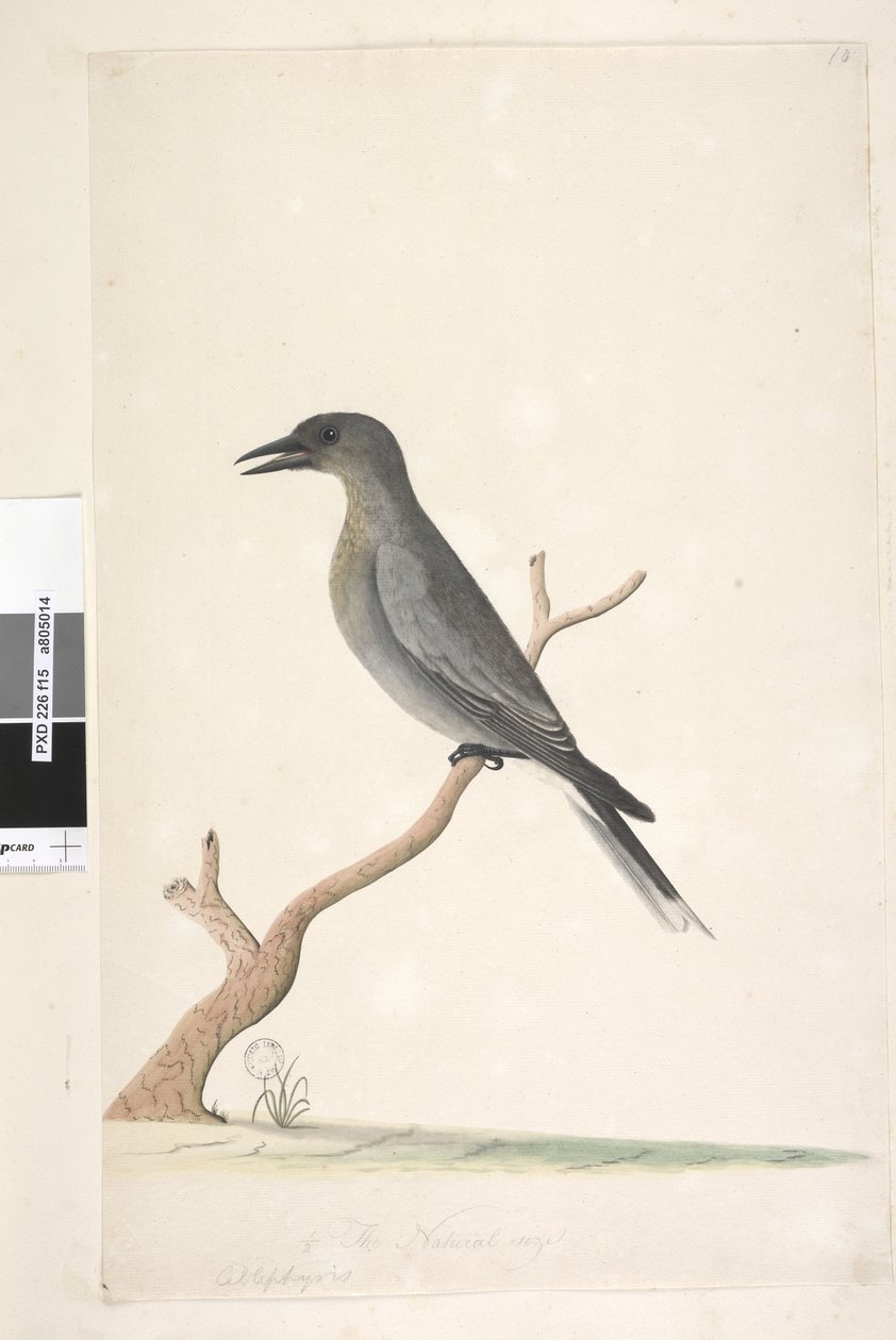 第15页。上面所述的另一只手，自然大小为灰色Currawong Strepera versicolor，1791-92 作者 未知艺术家