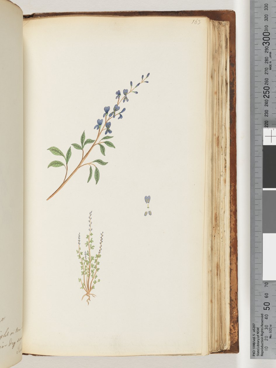 Page 163.身份不明的植物 作者 未知艺术家