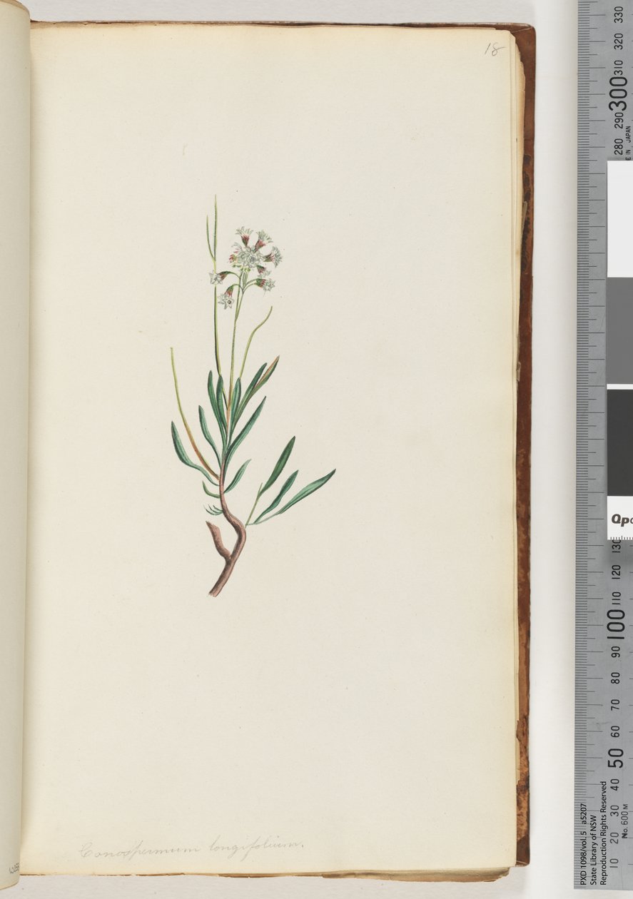 第18页。长叶香精（Conospermum longifolium） 作者 未知艺术家