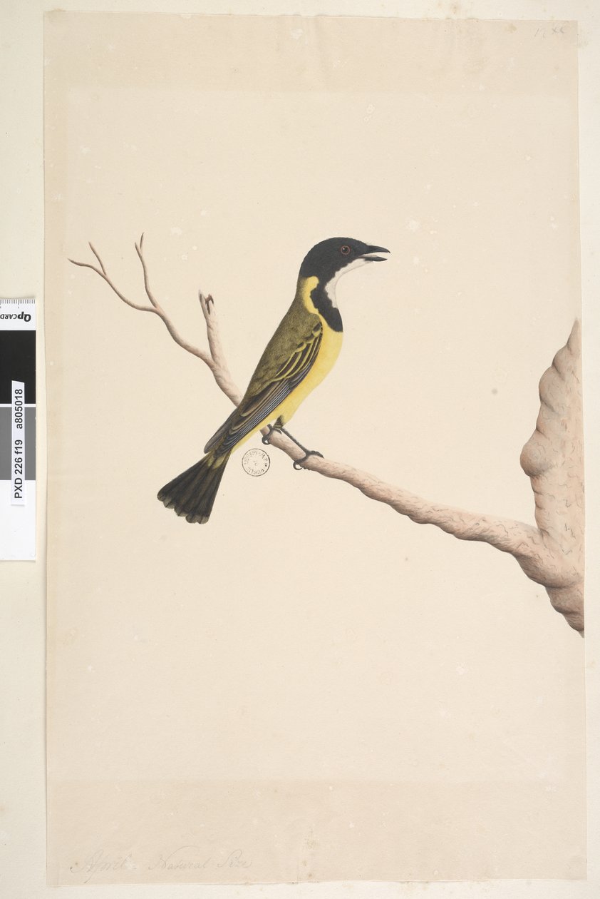 第19页。自然尺寸金惠斯勒全胸大肌，男性，1791-92 作者 未知艺术家