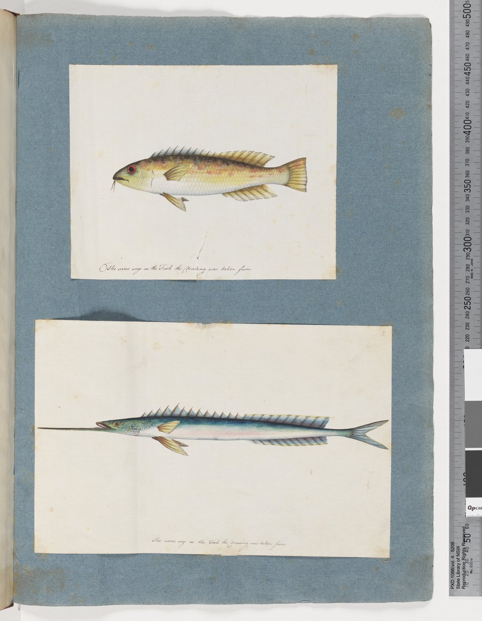 Page 1. Unidentified fish. 2. Unidentified fish (watercolor on paper) 作者 未知艺术家