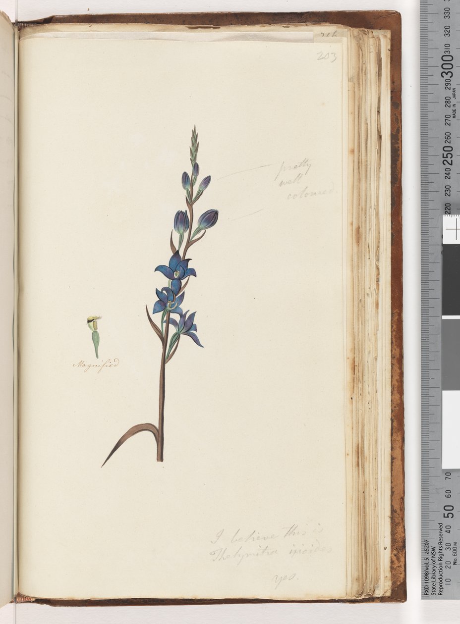 Page 203.我相信这是Thelymitra ixioides - Spotted Sun Orchid 作者 不明