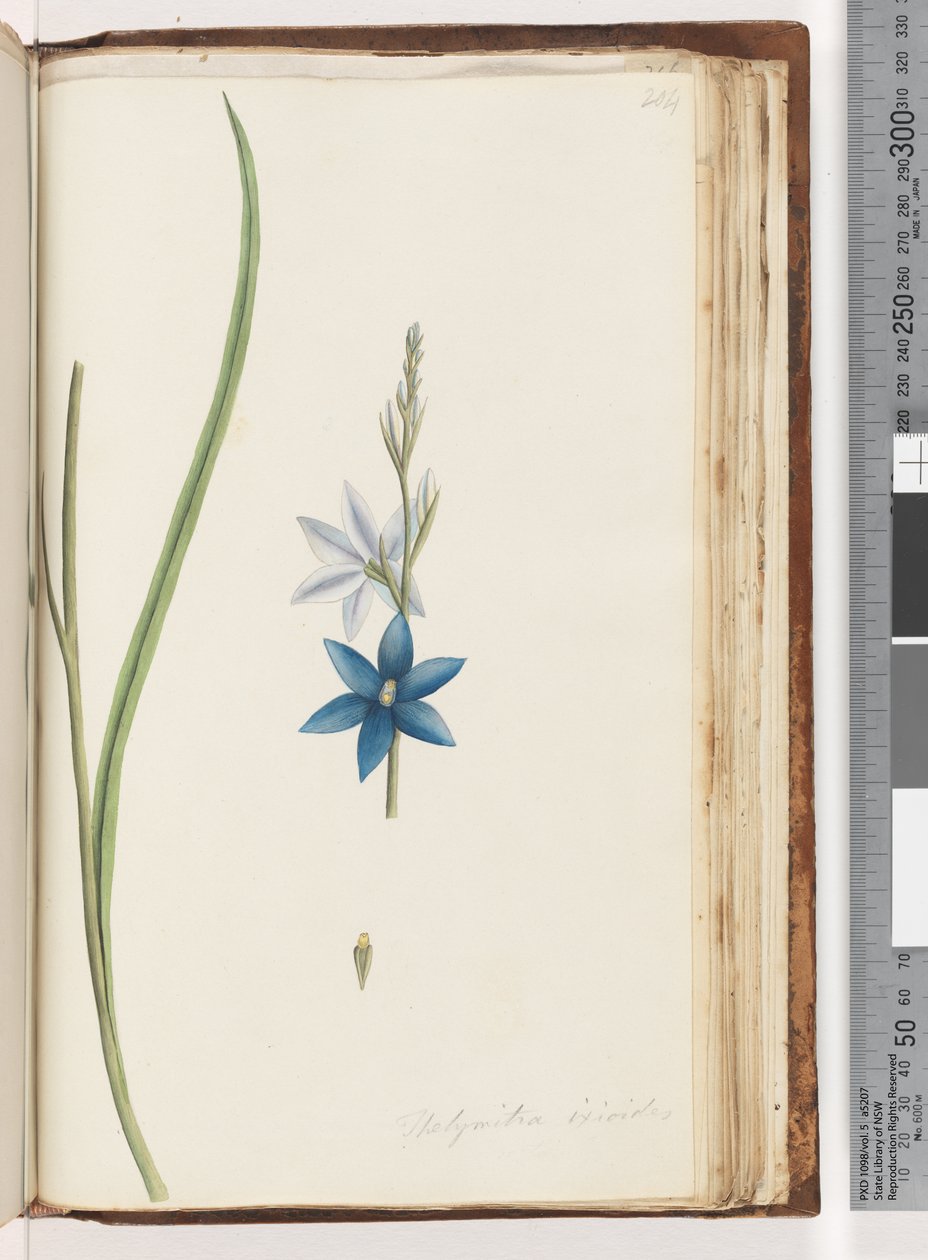 第204页。Thelymitraixiodes -斑点兰花 作者 未知艺术家