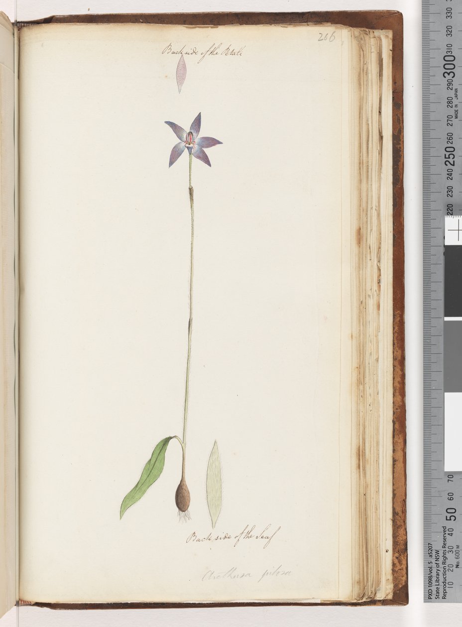 206.花瓣的背面。叶子的背面。 Arethusa pilosa -蜡唇兰花 作者 未知艺术家