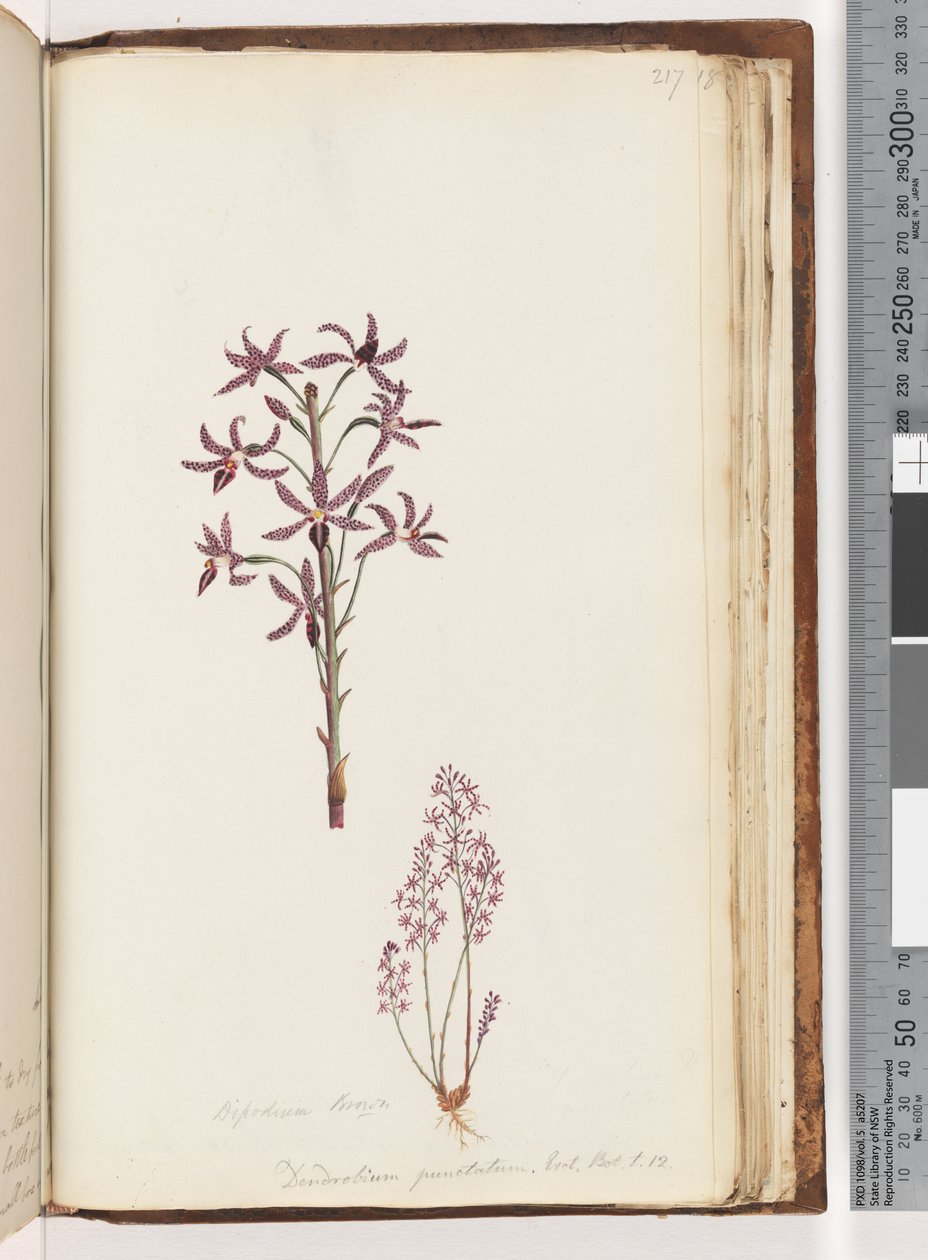 第217页。Dipodium Brown -石D。出口t t。 12.风信子兰花 作者 未知艺术家
