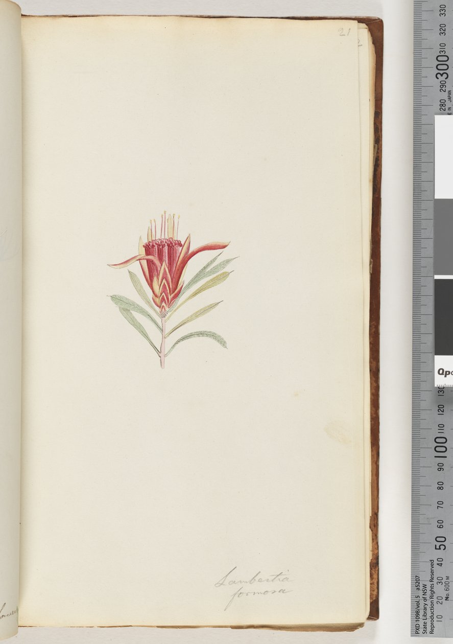 第21页。Lambertia formosa -山魔 作者 未知艺术家