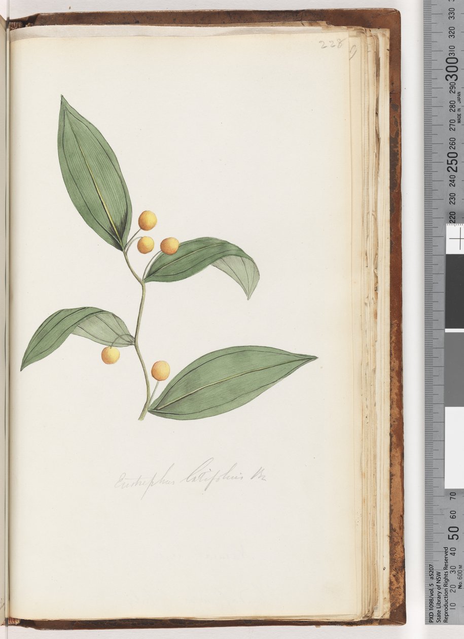 第228页。Eutstrephuslatifolius Br。袋熊浆果 作者 未知艺术家