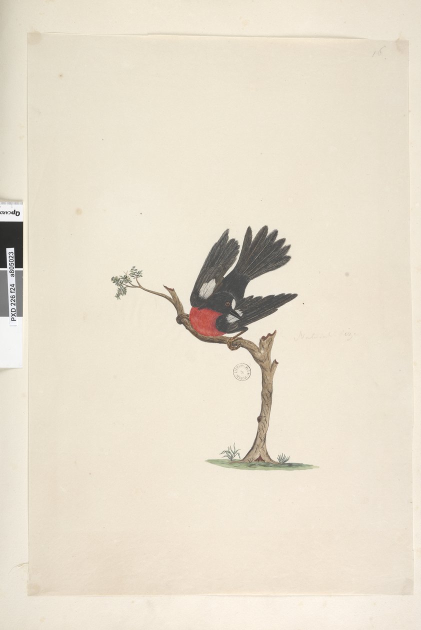 第24页。自然尺寸的猩红色罗宾Petroica多色，男，诺福克岛，1791-92年 作者 未知艺术家