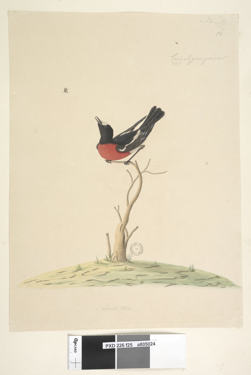 Page 25.汽车，ral，gar，yei，sar，自然尺寸Scarlet Robin，男性多色Petroica，新南威尔士州，1791-92 作者 未知艺术家