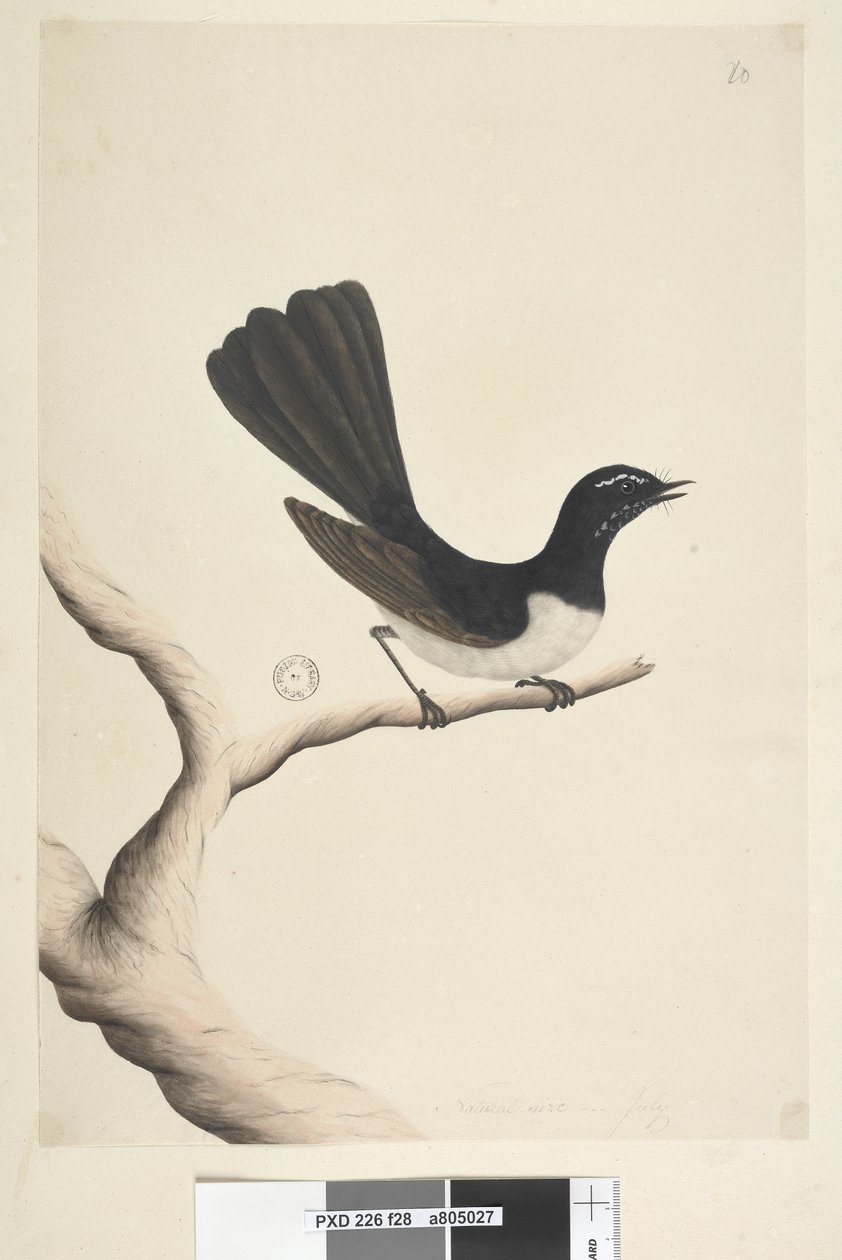 第28页。自然大小，七月威利Wa（Willie Wagtail）Rhipidura leucophrys，1791-92年 作者 未知艺术家