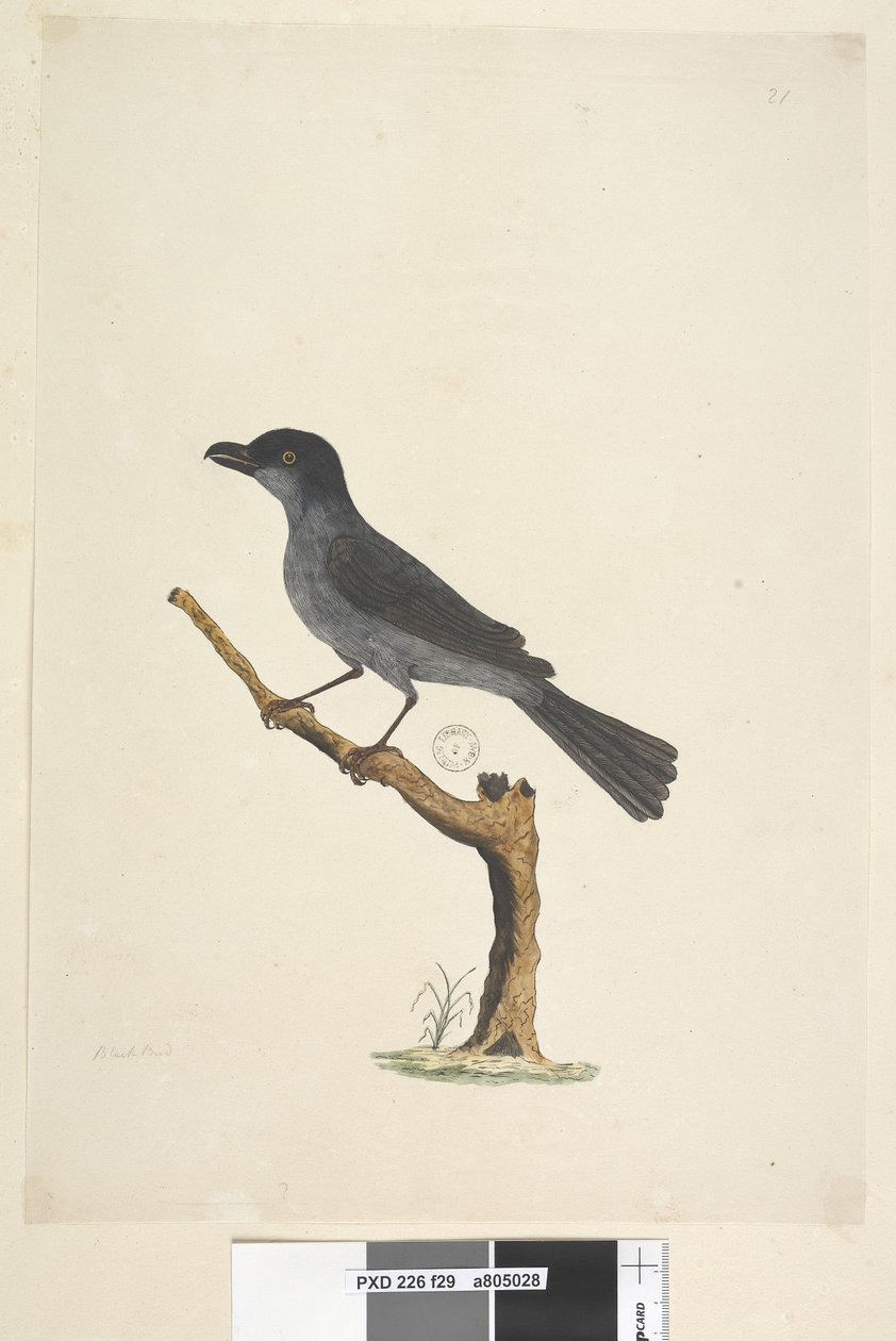 Page 29.黑鸟诺福克岛黑鸟？ Aplonis fuscus，男性，1791-92年 作者 未知艺术家