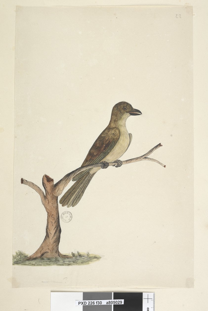第30页。诺福克岛黑鸟？ Aplonis fuscus，女，1791-92年 作者 未知艺术家