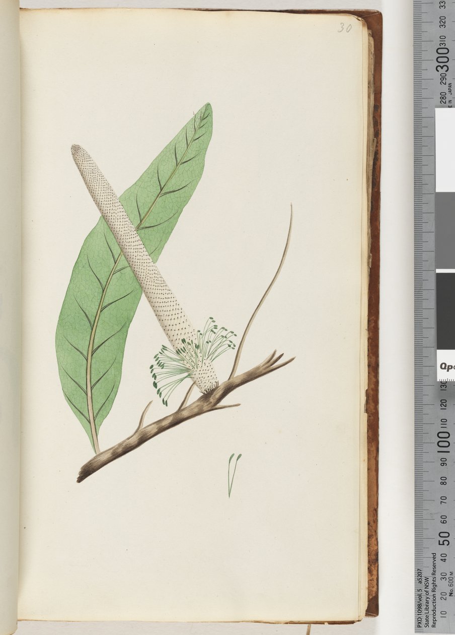 Page 30.植物，山龙眼 作者 未知艺术家