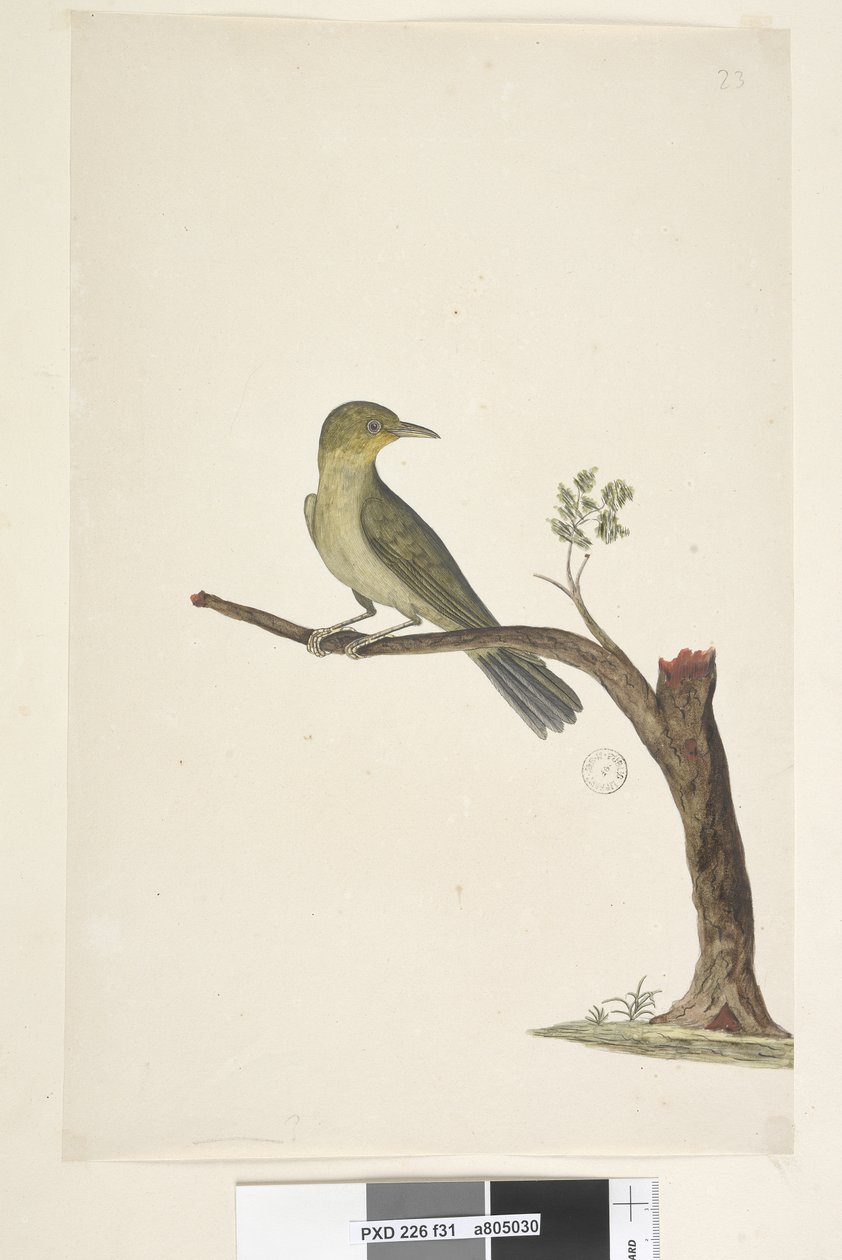 第31页....？苗条，开帐单的白色，眼睛Zosterops tenuirostris，1791-92年 作者 未知艺术家