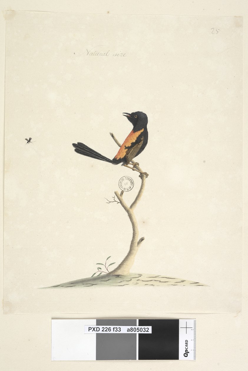 Page 33.自然尺码红色，背W马鲁斯melanocephalu，男，1791-92年 作者 未知艺术家