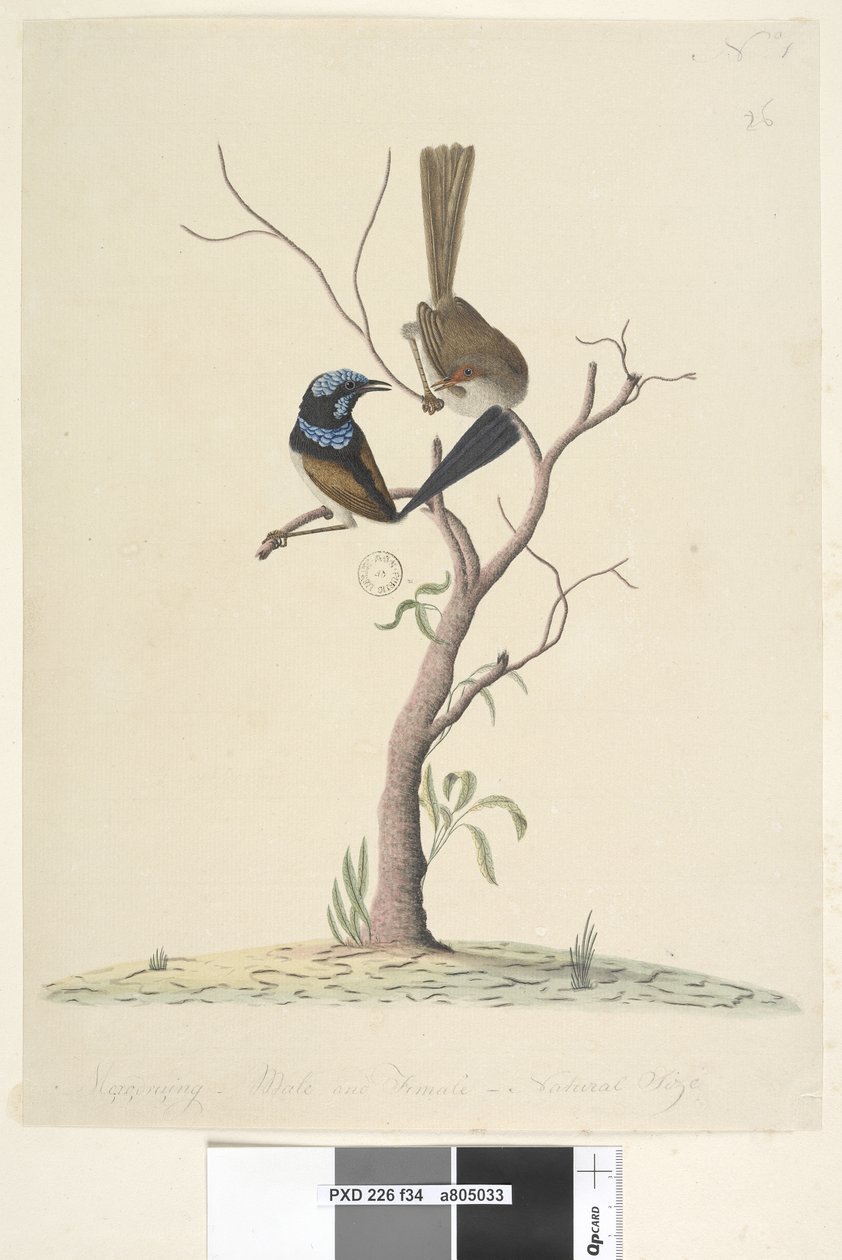 Page 34.雌雄同体，自然大小雄伟蓝W Malarus cyaneus，1791-92年 作者 未知艺术家