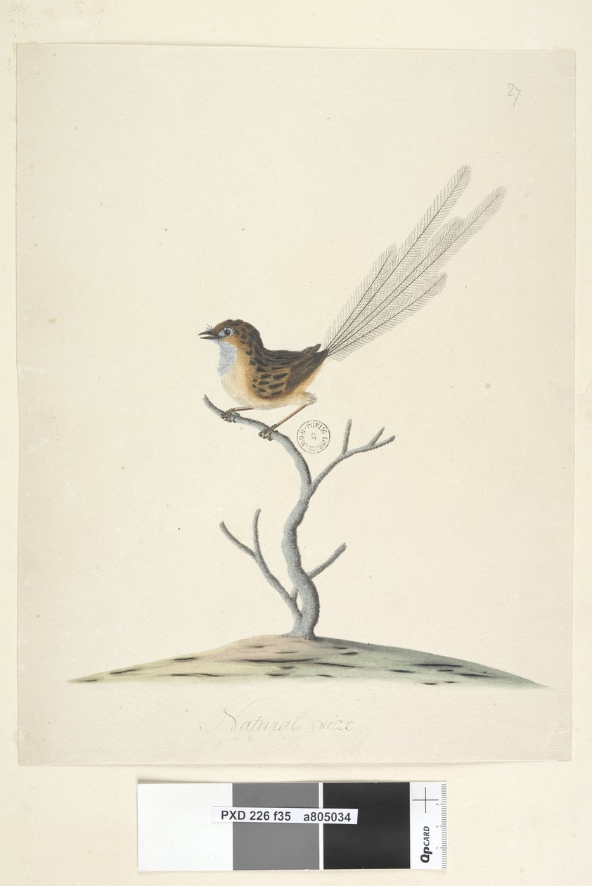 第35页。自然大小的mu，W，雄性Stipiturus malachurus，1791-92年 作者 未知艺术家