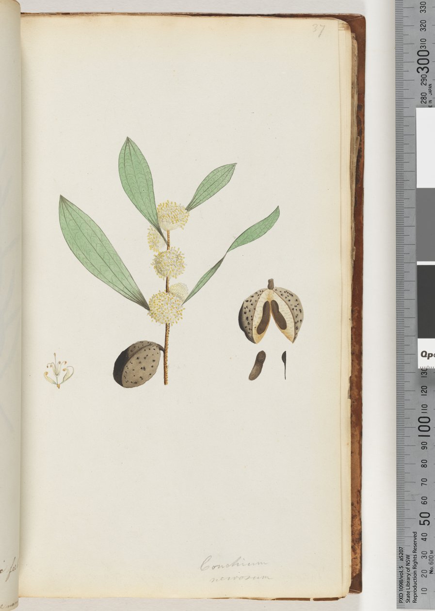 Page 37. Conchium nervosum (watercolor) 作者 未知艺术家