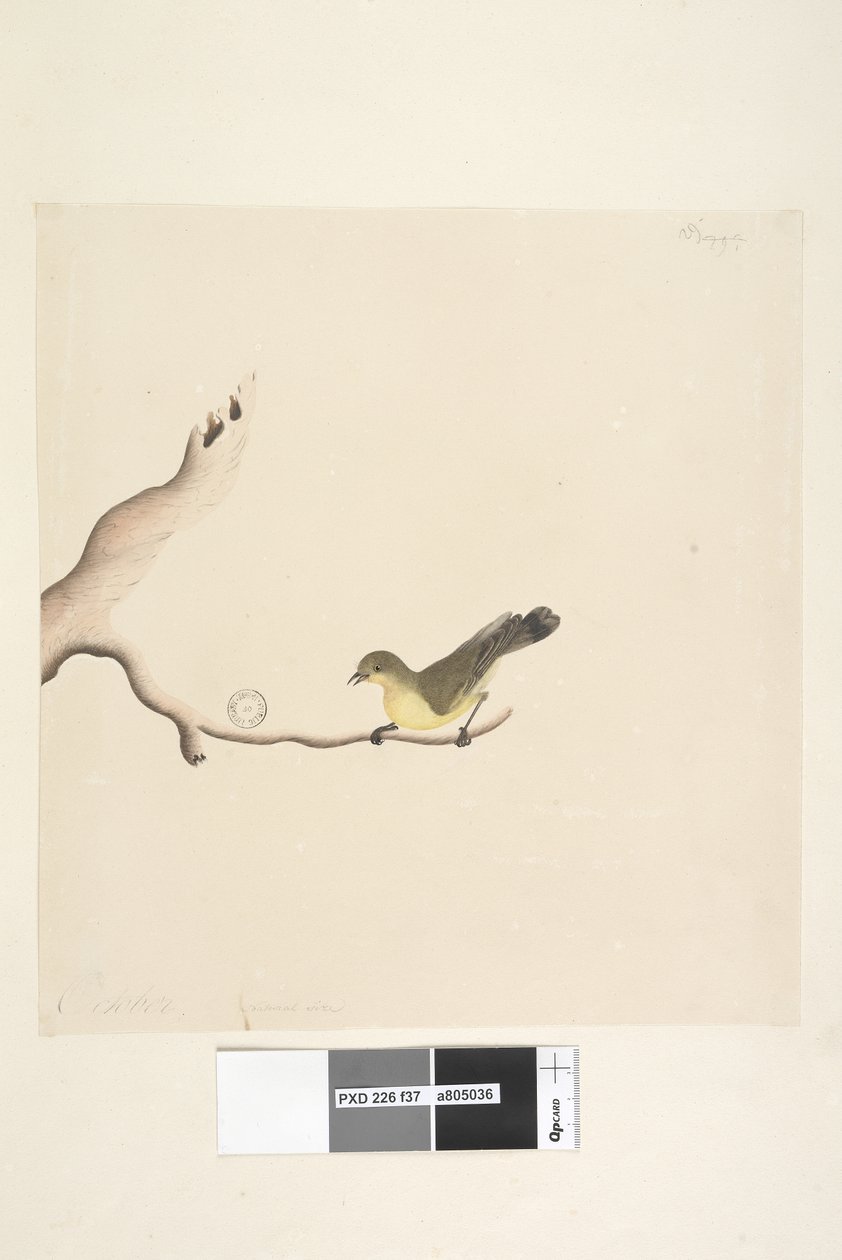 第37页。十月。自然尺寸的黄色犀鸟Acanthiza nana，1791-92年 作者 未知艺术家