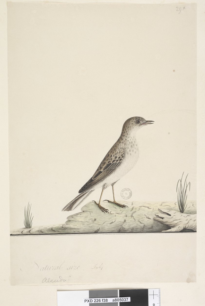 Page 38.阿伦杜？上面提到的那只不同的手，自然大小，七月Pipit Anthus australis，1791-92年 作者 未知艺术家
