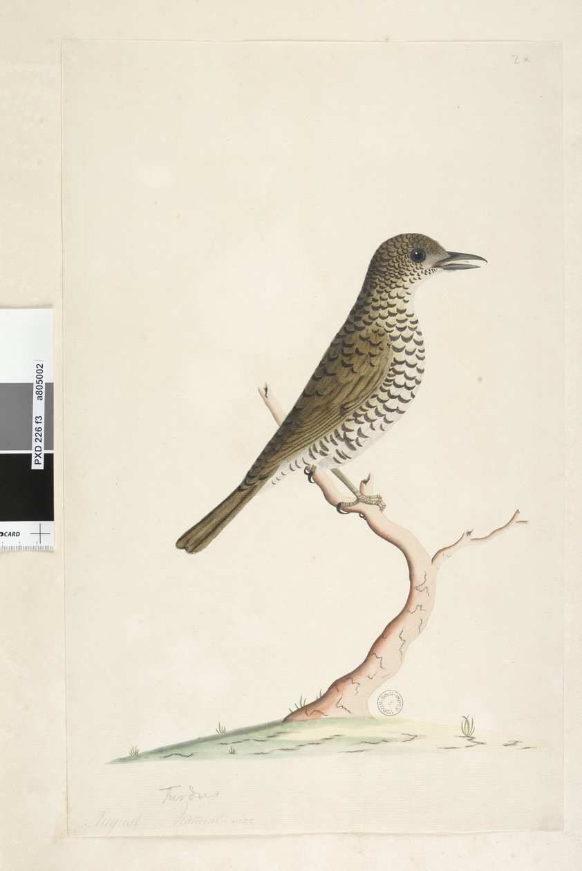 第3页。下面的标题以另一只手8月的自然尺寸显示。鹅口疮Zoothera lunulata，1791-92 作者 未知艺术家