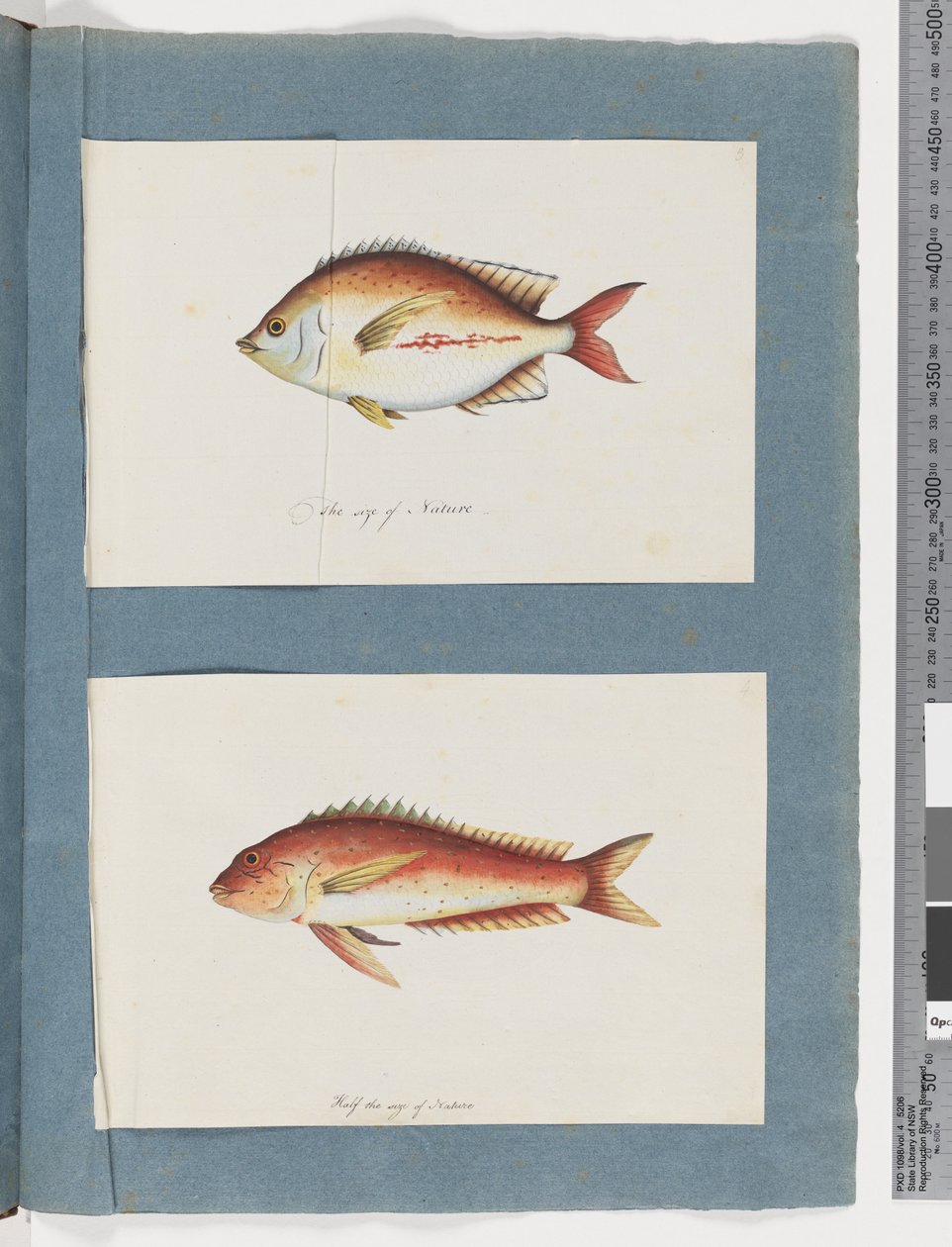 Page 3. Unidentified fish 4. Unidentified fish (watercolor on paper) 作者 未知艺术家