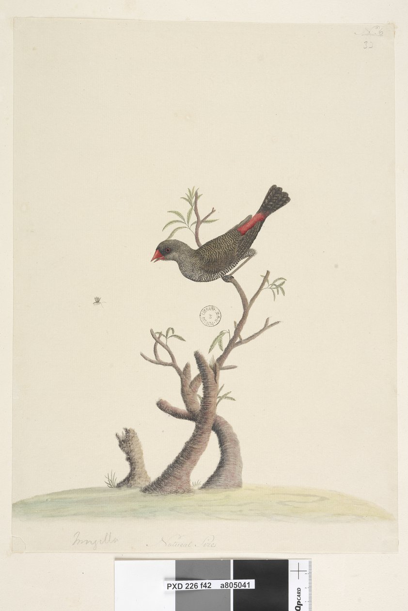 第42页。在另一只手的下中央自然尺寸的钻石火尾Stagonopleura guttata，1791-92年 作者 未知艺术家