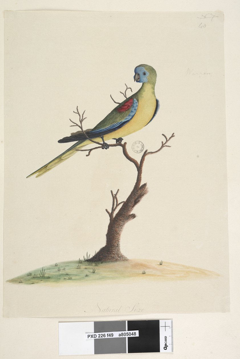 第49页。在另一只手的较低中心自然大小。绿松石鹦鹉Neophema pulchella，男性，1791-92年 作者 未知艺术家