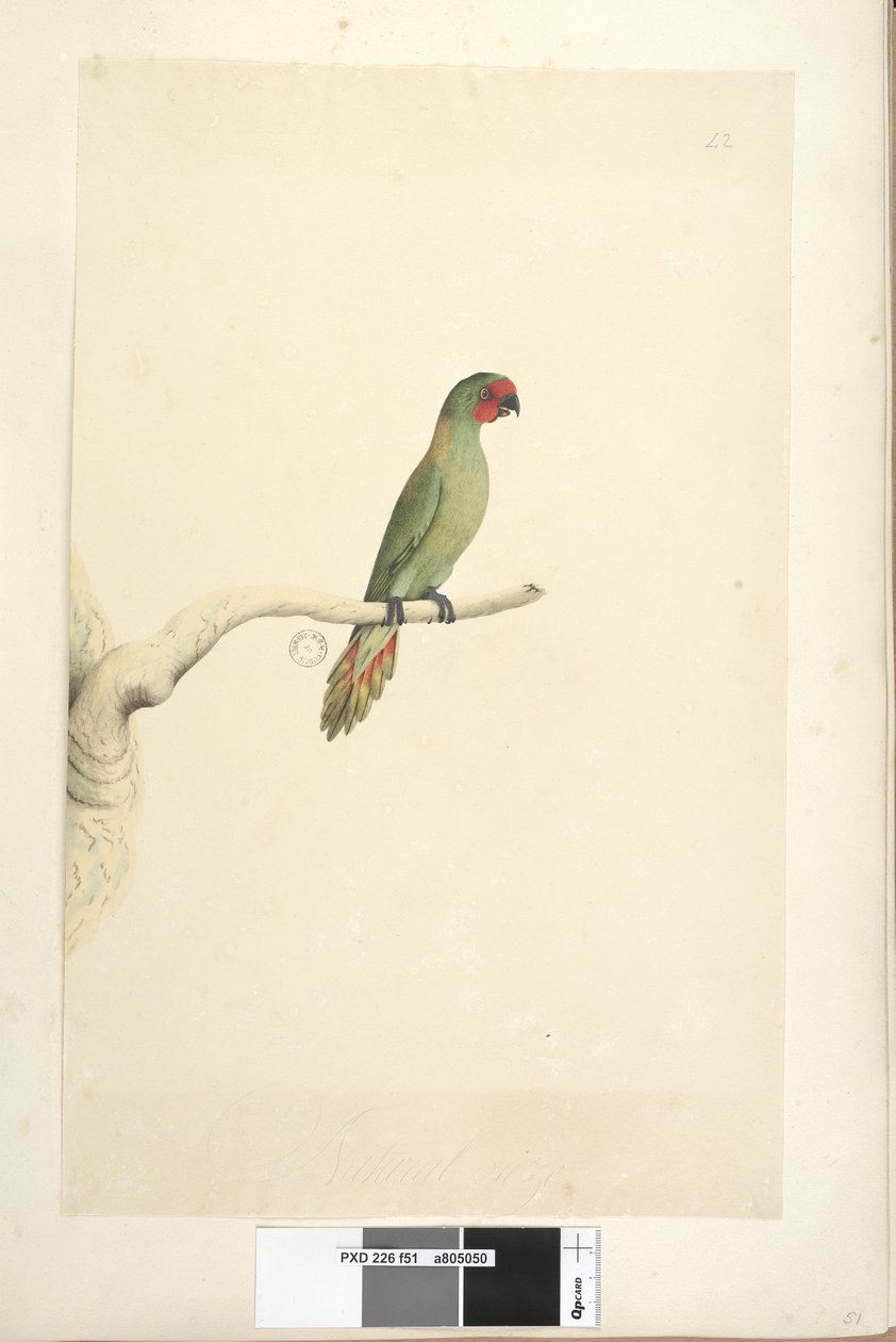 第51页。自然尺寸小只小鹦鹉（Lorikeet Glossopsitta pusilla），1791-92年 作者 未知艺术家