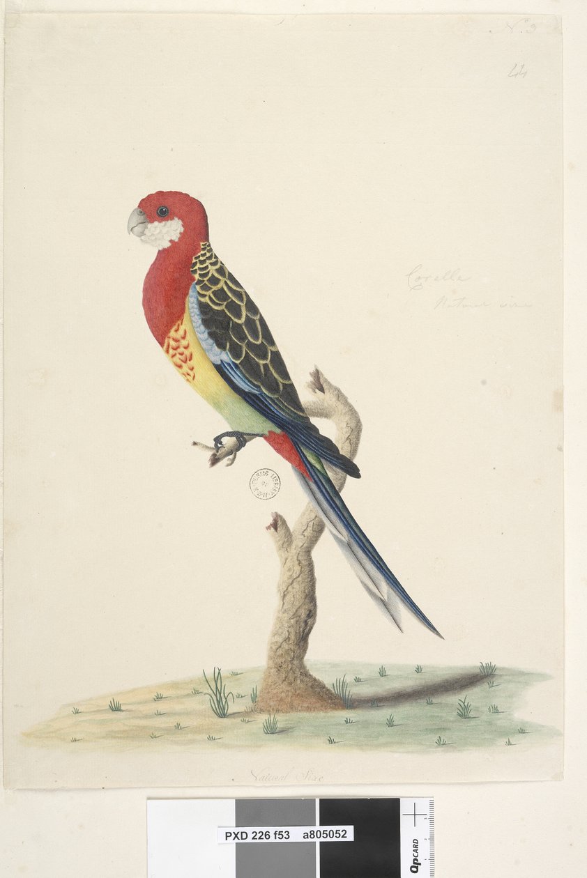 第53页。Corella。天然大小的东方玫瑰（Rosella Platycercus eximius），1791-92年 作者 未知艺术家