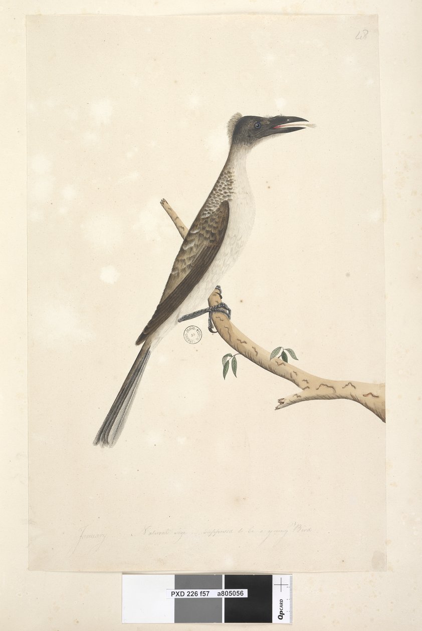 第57页。自然大小，应该是幼鸟嘈杂的Friarbird Philemon corniculatus，1791-92年 作者 未知艺术家