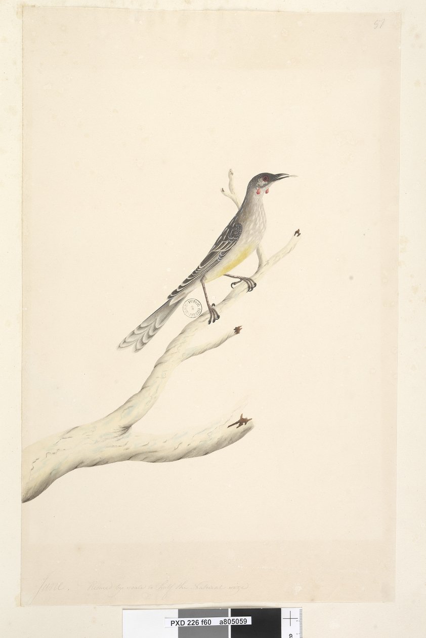 第60页。规模缩小至自然大小的一半红雀，Bird Anthochaera carunculata，1791-92年 作者 未知艺术家