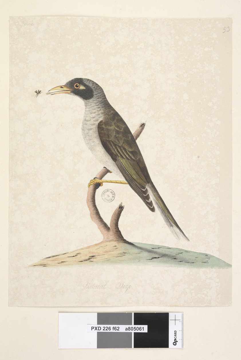 第62页。自然尺寸嘈杂的矿工Myzantha melanocephala，1791-92年 作者 未知艺术家