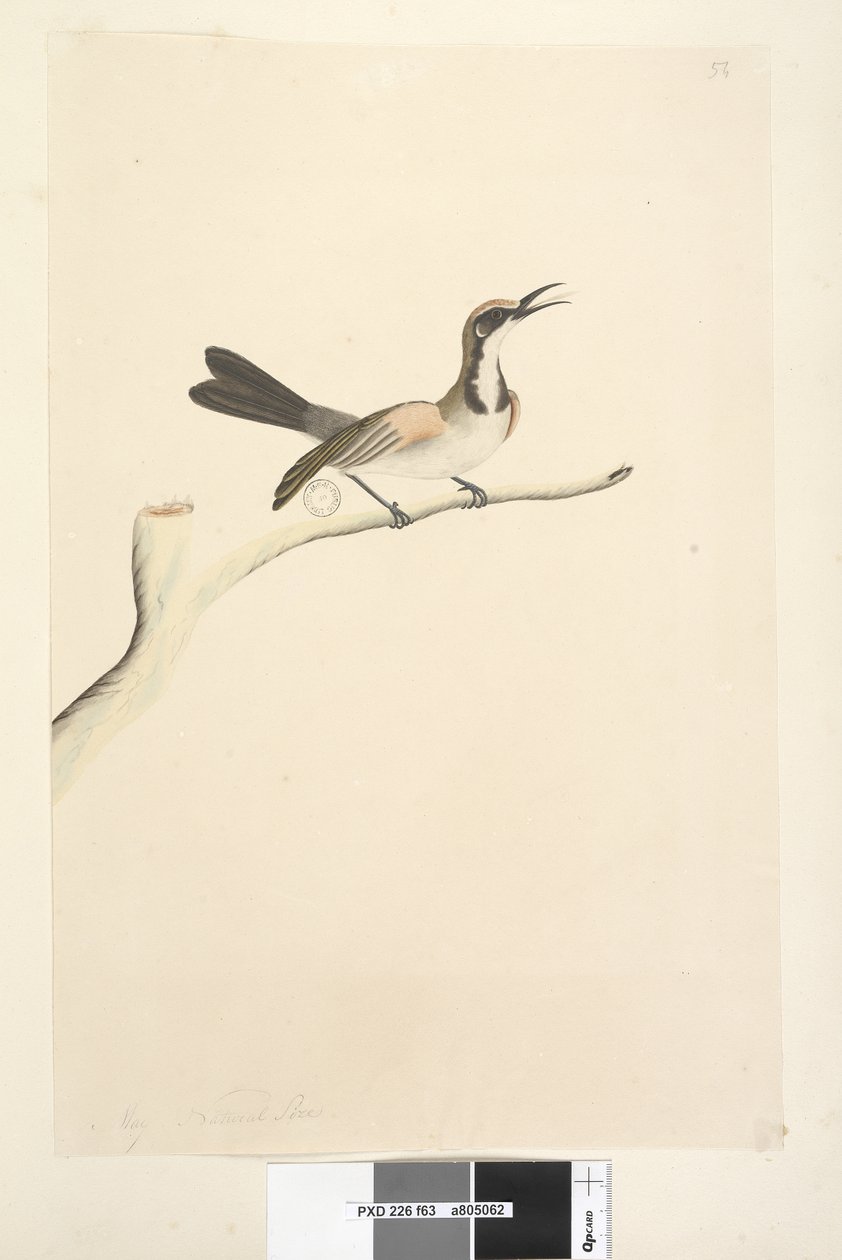第63页。天然尺寸黄褐色冠蜜Honey Phylidonyris melanops，1791-92 作者 未知艺术家
