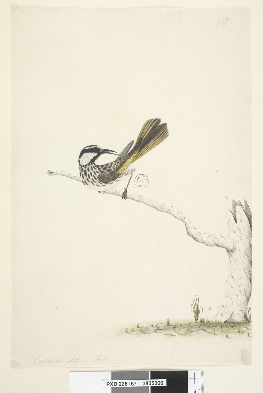 第67页。自然尺寸，六月白色，颊蜜金龟Phyidonyris nigra，1791-92 作者 未知艺术家