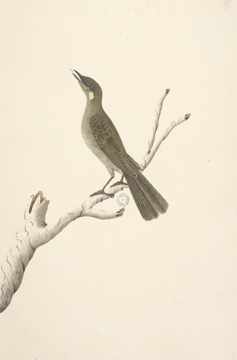 第68页。自然尺寸，八月Lewin Honeyeater Meliphaga Lewinii，1791-92年 作者 未知艺术家