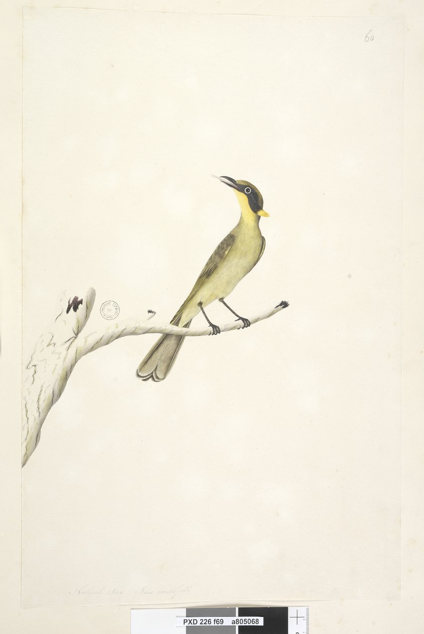 第69页。自然大小。鸢尾花怀疑黄色，簇绒蜜eat地衣黑色，1791-92年 作者 未知艺术家