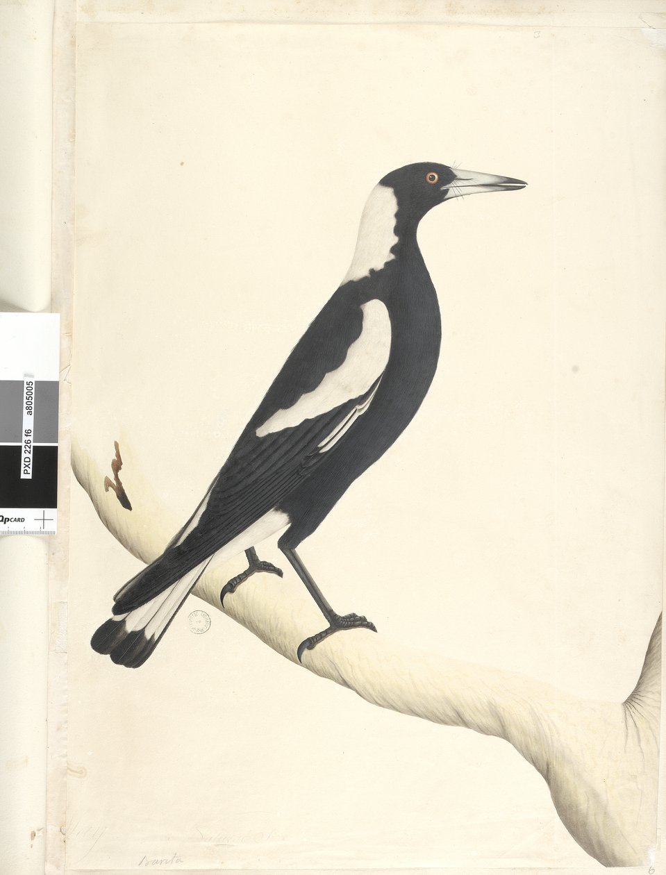 第6页。以上标题在另一只手五月。自然尺码黑色，喜Mag（Gymnorhina tibicen），1791-92年 作者 未知艺术家