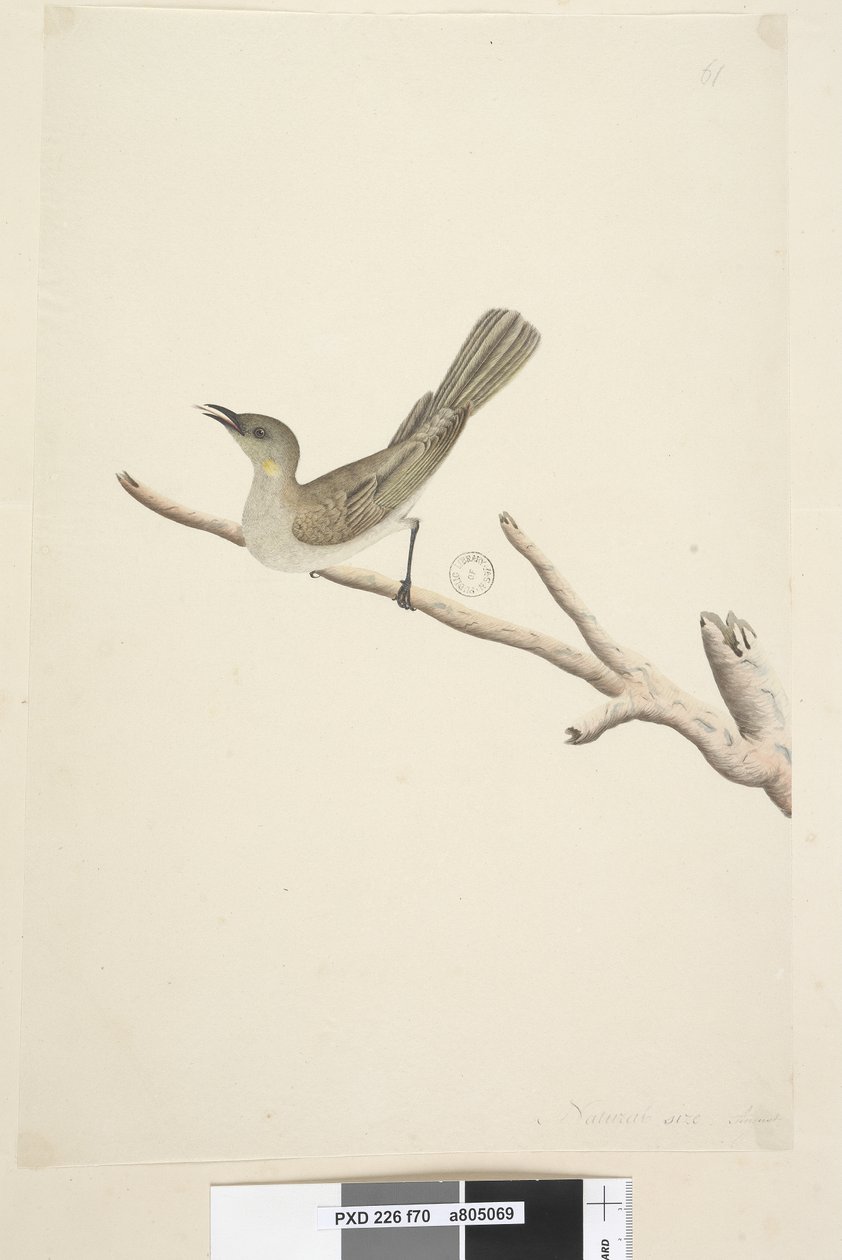 第70页。自然大小。 August Fuscous Honeyeater Lichenostomus fuscus，1791-92 作者 未知艺术家