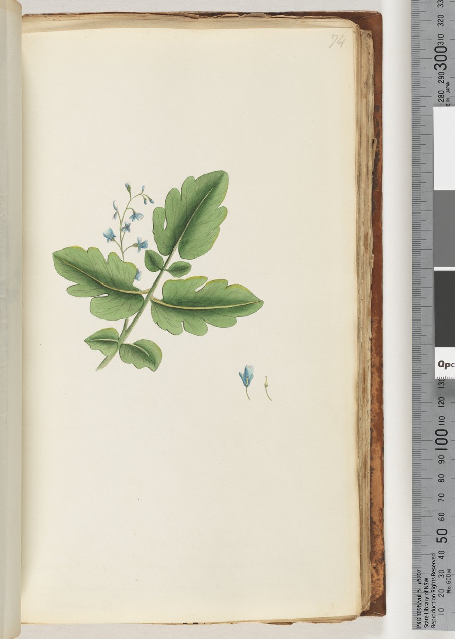 Page 74.身份不明的植物 作者 未知艺术家
