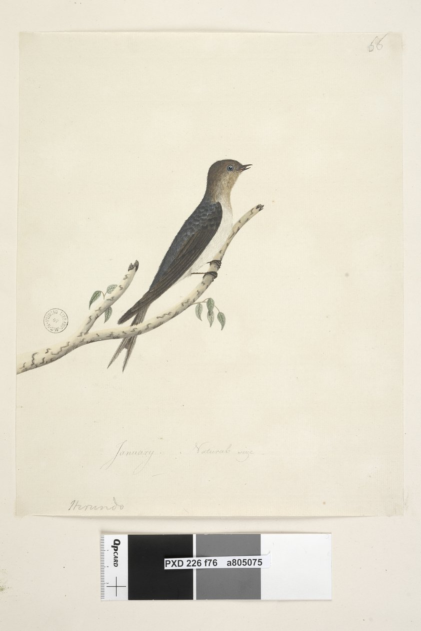 第76页。在另一只手的较低中心1月自然尺寸欢迎燕子Hirundo neoxena，1791-92年 作者 未知艺术家