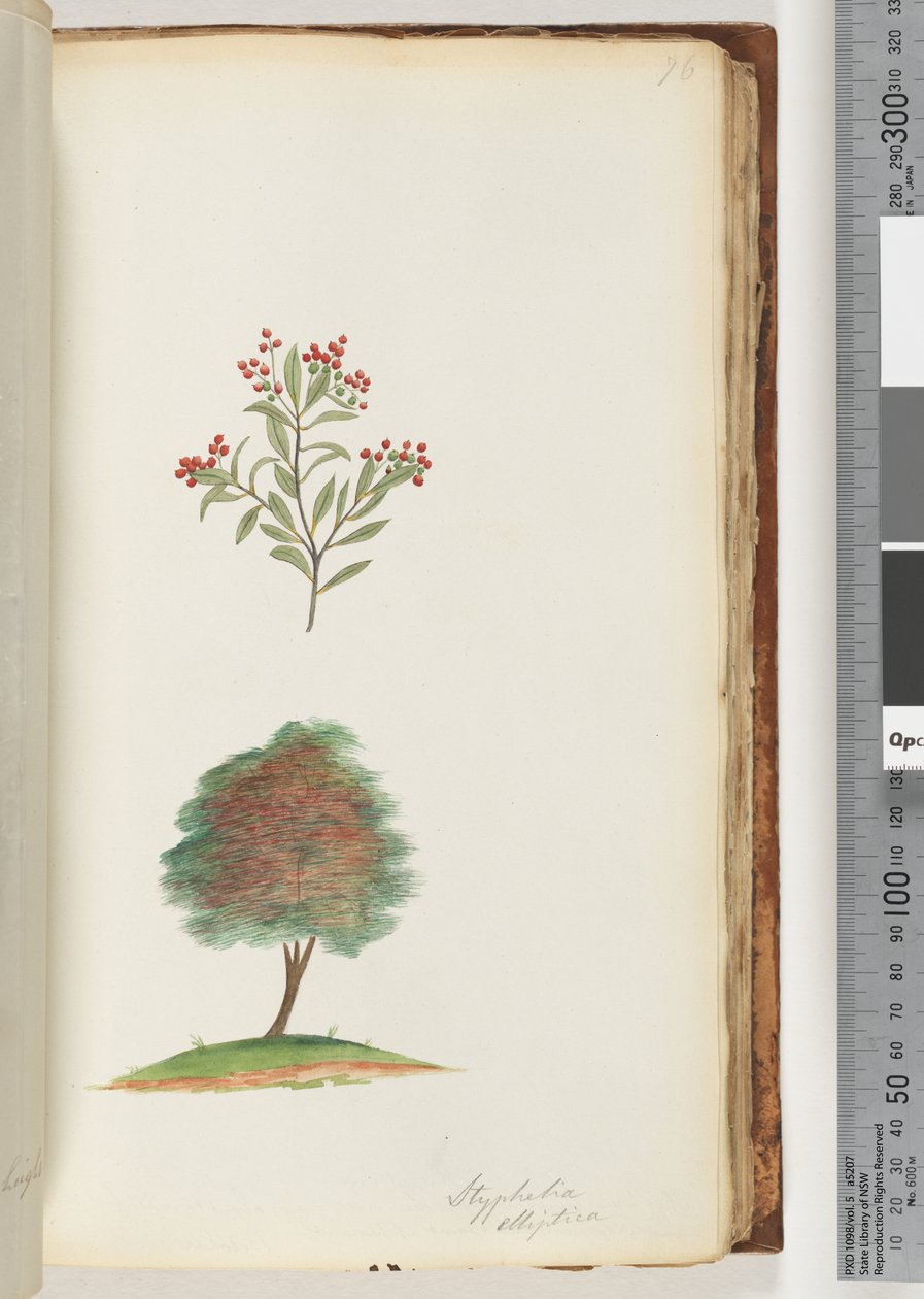 第76页。戟（Styphelia elliptica）-扫帚荒地 作者 未知艺术家