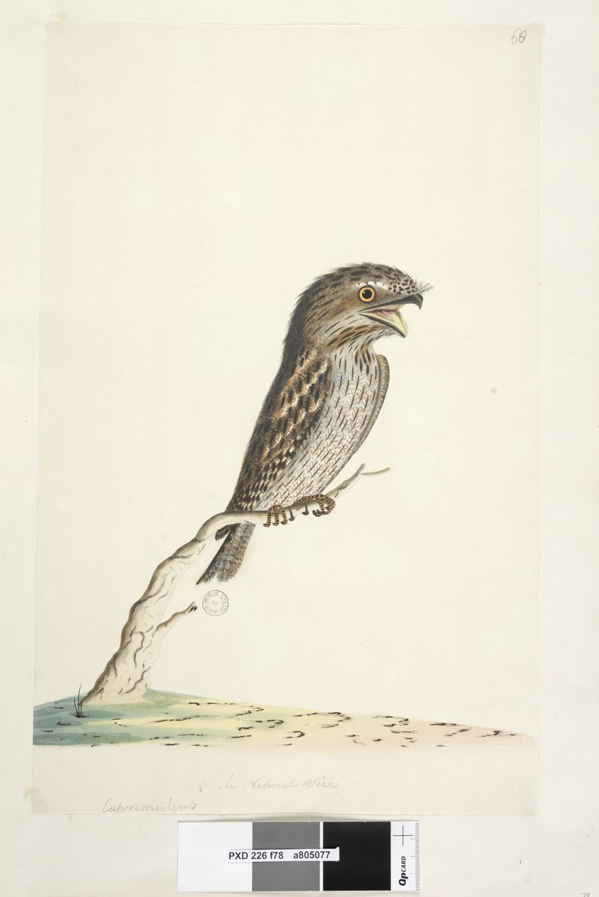 第78页。在另一只手的下中央，自然大小的1-2黄褐色的Frogmouth Podargus strigoides，1791-92年 作者 未知艺术家