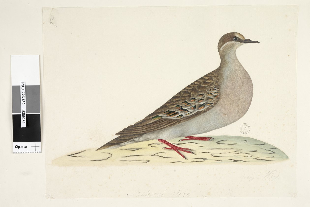 第82页。青铜翼。在另一只手的下中央自然尺寸普通青铜鸽Phaps chalcoptera，1791-92年 作者 未知艺术家