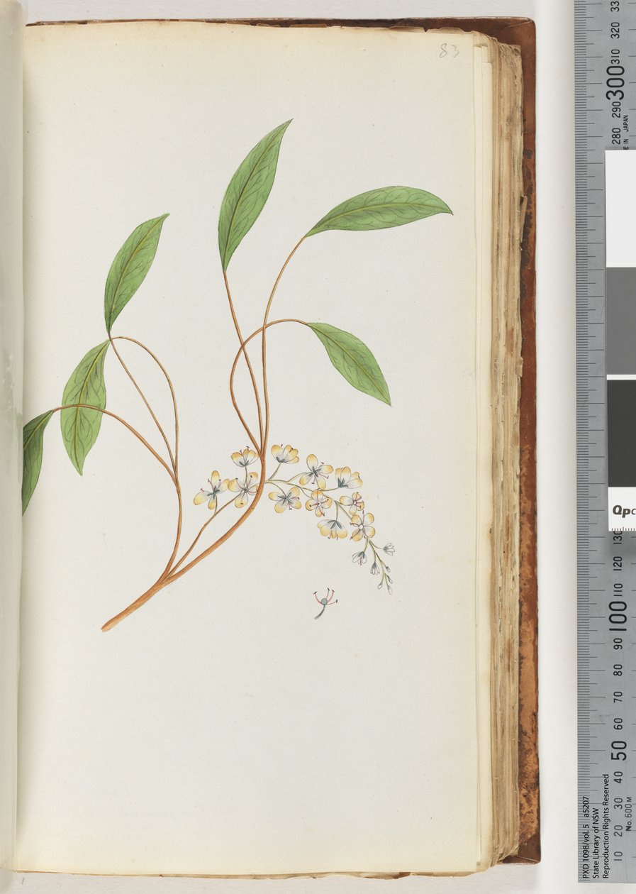 Page 83.身份不明的植物 作者 未知艺术家