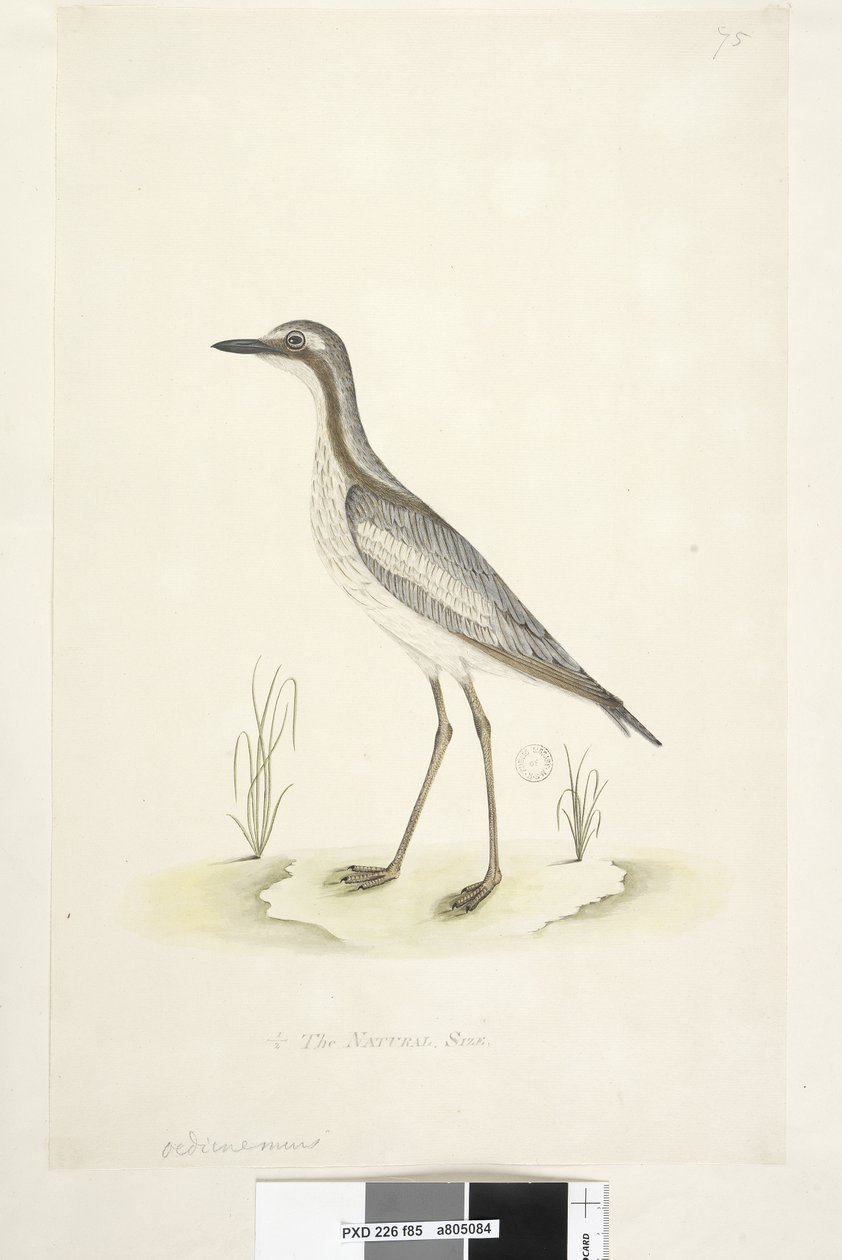 第85页。在另一只手的下中央，自然大小的1-2南部石头，le蛇Burhinus magnirostris，1791-92年 作者 未知艺术家