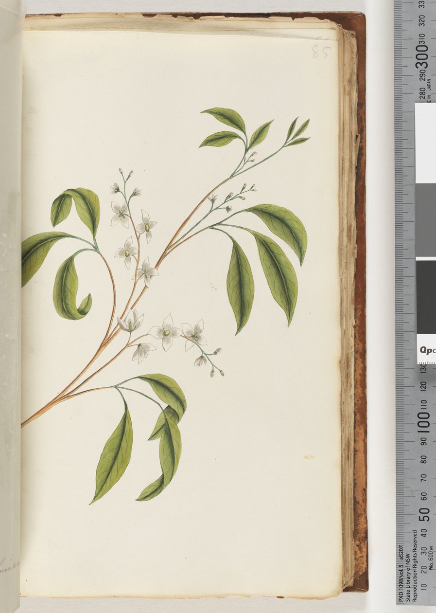 Page 85.身份不明的植物 作者 未知艺术家