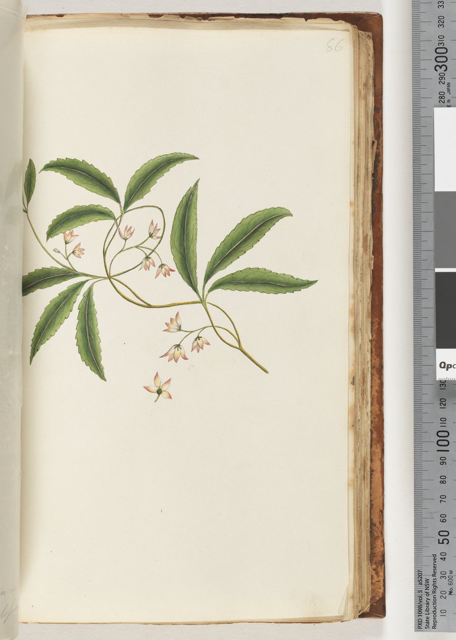 Page 86.身份不明的植物 作者 未知艺术家