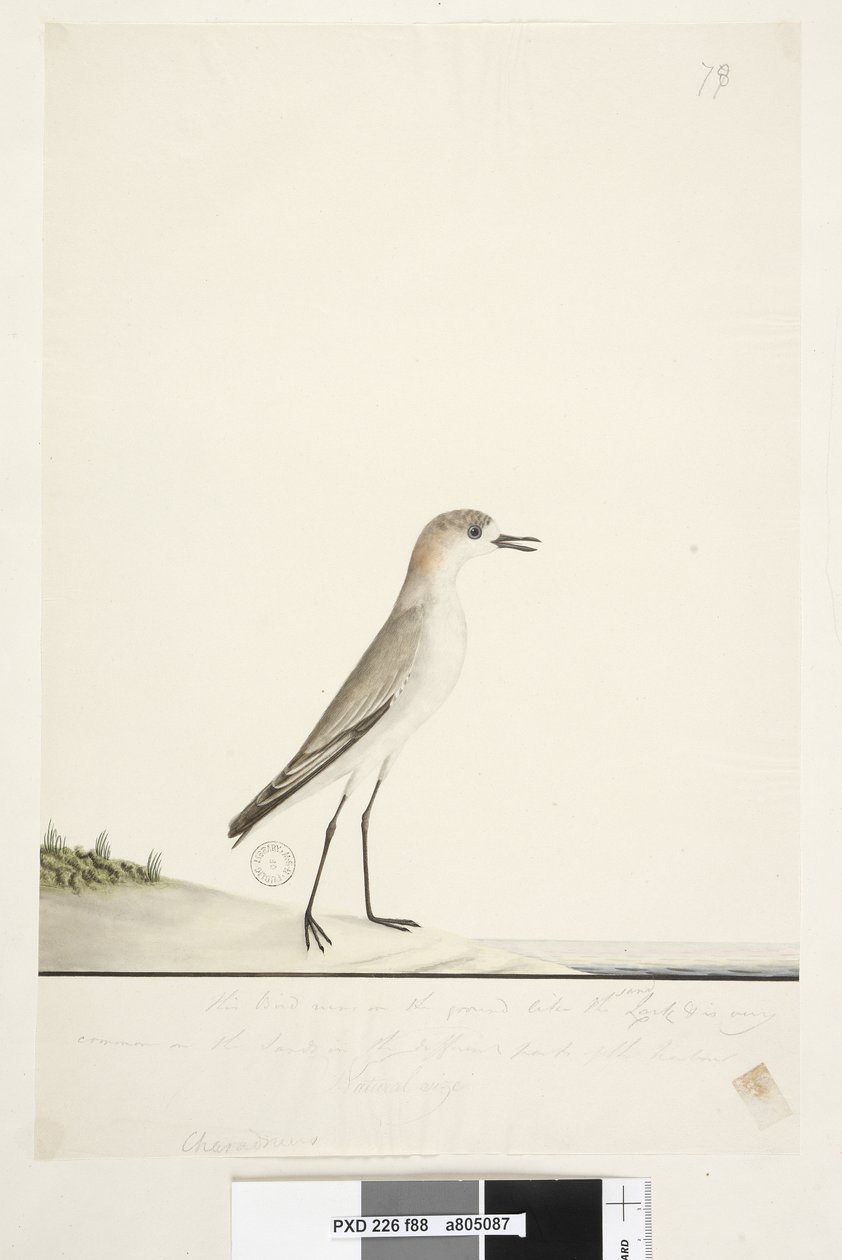 第88页。Charadrius。在另一只手的框架线以下这只鸟像沙雀一样在地面上奔跑，在海港不同地区的沙地上很常见。在第三手下方低于此大小自然尺寸红色，带盖Dotterel Charadrius alexandrinu 作者 未知艺术家